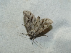 Meganephria bimaculosa