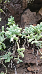 Sedum allantoides