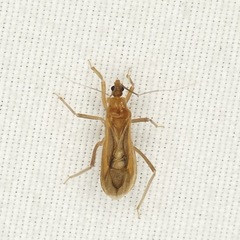 Oncerotrachelus pallidus