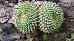 Mammillaria mystax