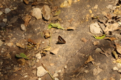 Adelpha corcyra corcyra