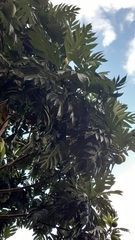 Artocarpus altilis