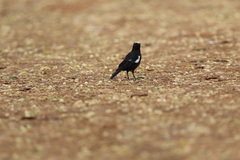 Myrmecocichla arnotti