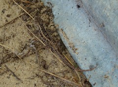 Liolaemus wiegmannii