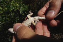 Liolaemus wiegmannii