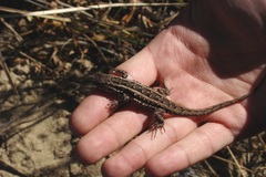 Liolaemus wiegmannii