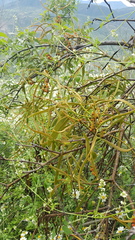 Phoradendron carneum