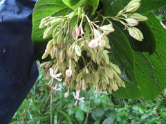 Clerodendrum