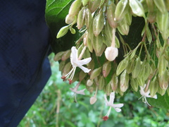 Clerodendrum