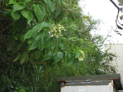 Clerodendrum