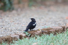 Myrmecocichla arnotti