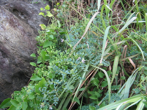 Japanese vetch (Vicia japonica)