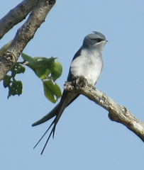 Hemiprocne coronata