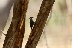 Campethera bennettii