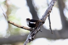 Myrmecocichla arnotti