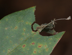 Neptis hylas varmona
