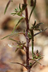 Microcodon glomeratus
