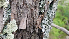 Melanoplus ludivinae