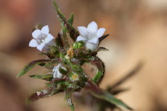 Microcodon glomeratus