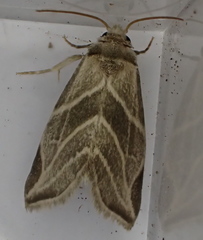 Plagiomimicus tepperi