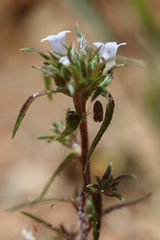 Microcodon glomeratus