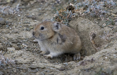 Pika