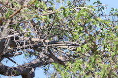 Lybius chaplini