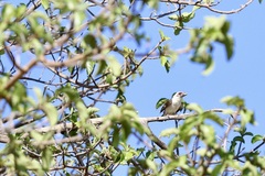 Lybius chaplini