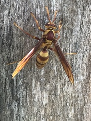 Polistes carnifex carnifex