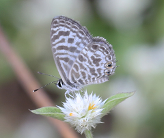 Leptotes plinius plinius