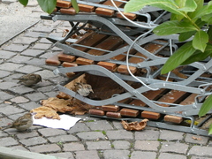 Passer domesticus