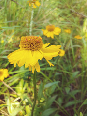 Helenium bolanderi