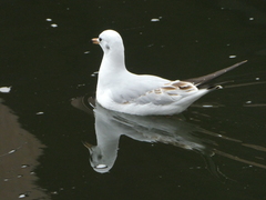 Chroicocephalus ridibundus
