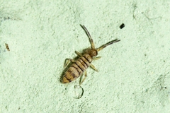 Entomobrya nigrocincta