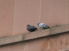 Columba livia domestica