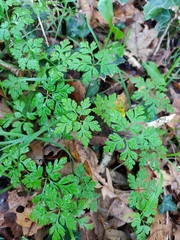 Geranium robertianum