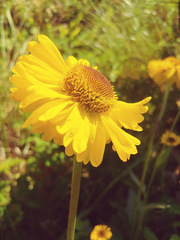 Helenium bolanderi