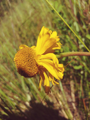 Helenium bolanderi