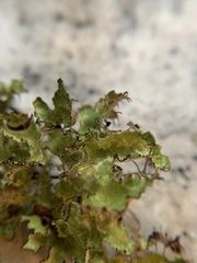 Tuckermanopsis ciliaris