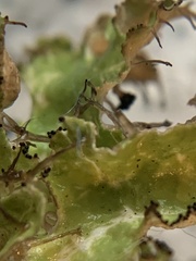 Tuckermanopsis ciliaris
