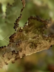 Tuckermanopsis ciliaris