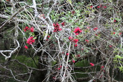 Schotia capitata