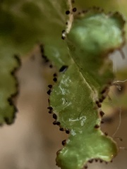 Tuckermanopsis ciliaris