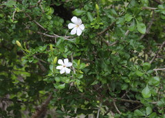 Gardenia cornuta