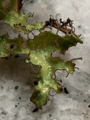 Tuckermanopsis ciliaris