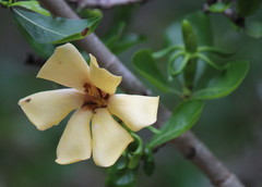 Gardenia cornuta