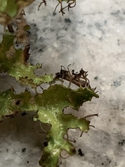 Tuckermanopsis ciliaris