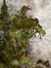 Tuckermanopsis ciliaris