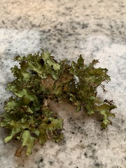 Tuckermanopsis ciliaris