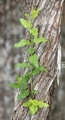 Jasminum multipartitum
